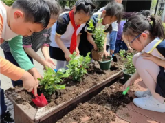 茉香育心性清廉促成长校园里便满是清雅的茉莉